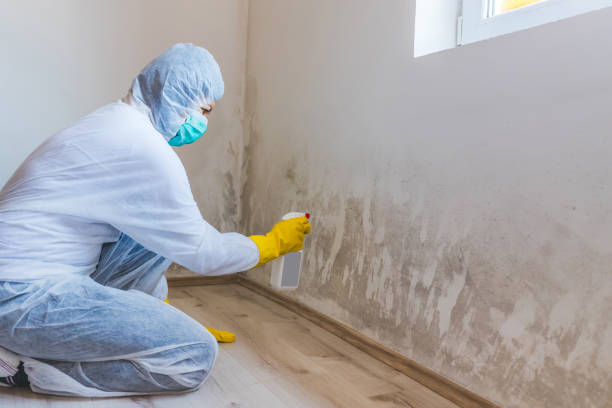 Licensed Mold Testing service in Williamsport, MD - WQB Mold Removal
